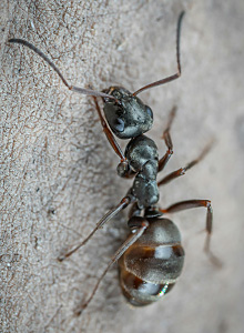 Ant Control Types