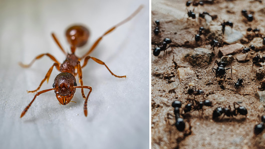 Ant Removal and Extermination Services