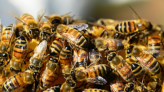 Bee and Bee Hive Removal Phoenix AZ