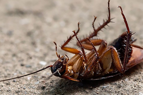 Cockroach Exterminator Phoenix AZ
