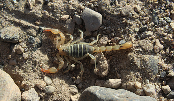 Desert Pest often seen in Wickenburg Arizona Desert Pest often seen in Wickenburg Arizona