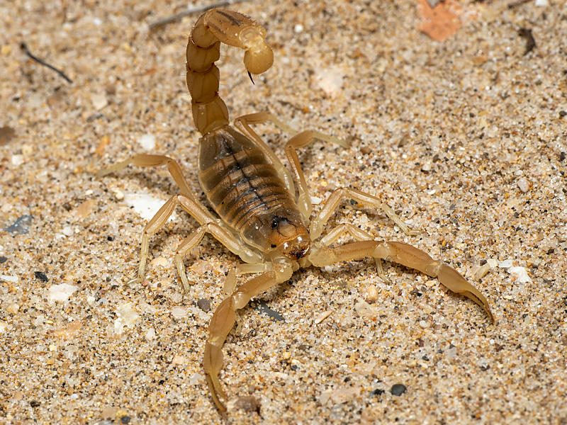 Desert Scorpion