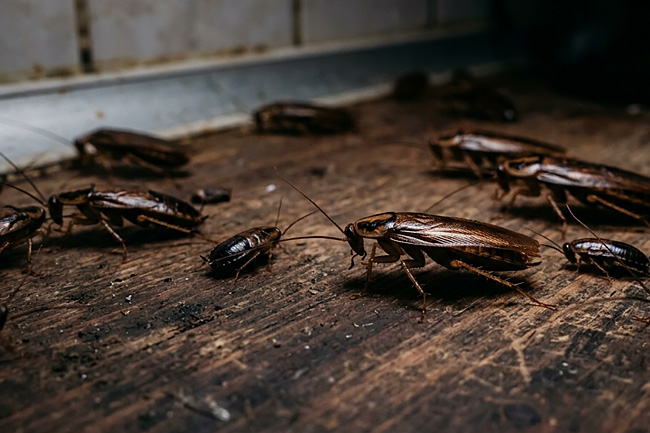 Early Signs of Cockroach Infestations