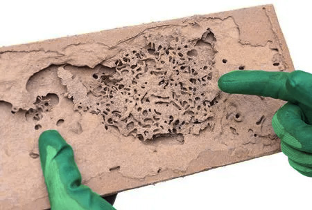 Example of Termite Infestation