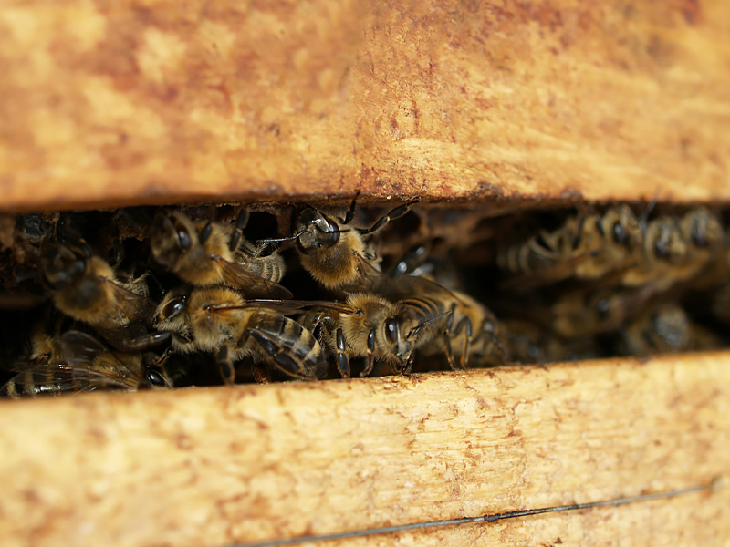 Keeping Bees out of your Arizona Home