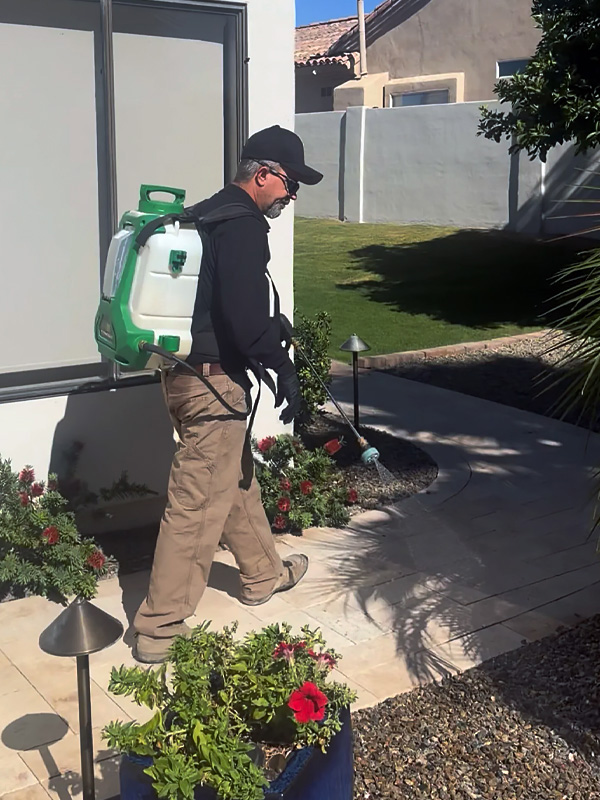 Pest Control in Surprise AZ | Termite Pest Control Surprise
