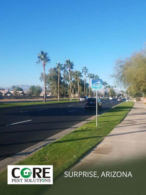 Pest Control in Surprise AZ | Termite Pest Control Surprise