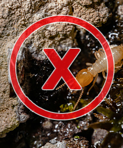 Termite Extermination Phoenix AZ Termite Extermination Phoenix AZ