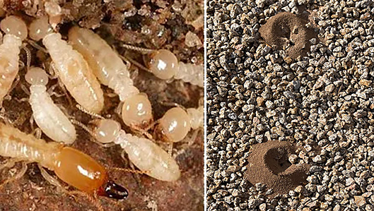 Termite Removal and Treatment Services